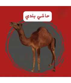 حاشي بلدي كامل
